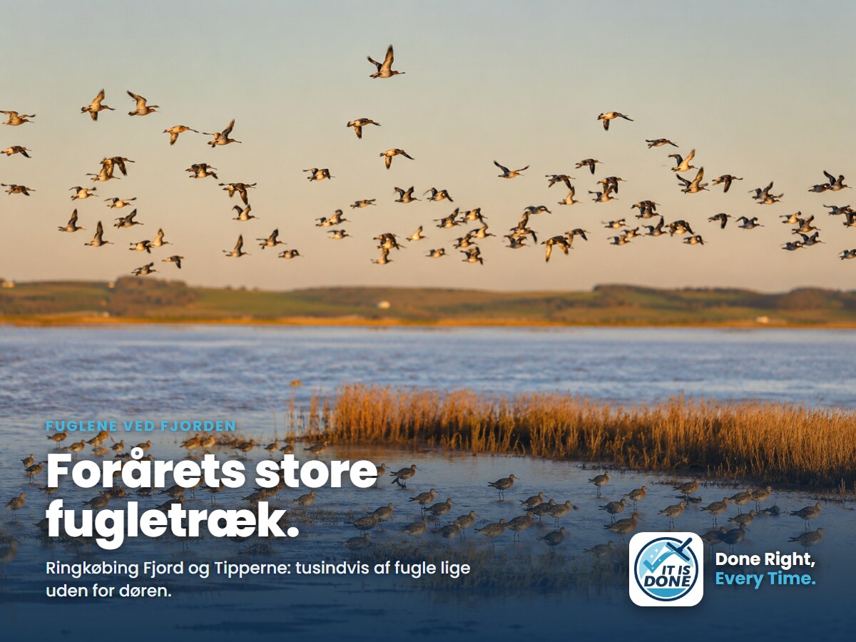 Fuglene ved Ringkøbing Fjord: forårets store træk lige uden for døren