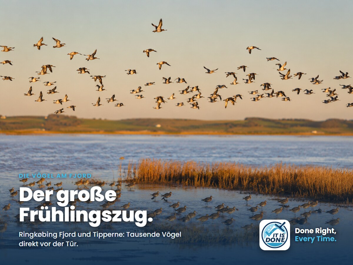 Die Vögel am Ringkøbing Fjord: der große Frühlingszug direkt vor der Tür