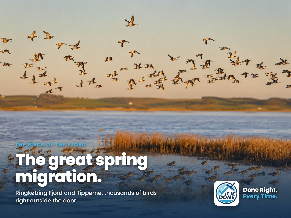 The birds of Ringkøbing Fjord: the great spring migration right outside the door