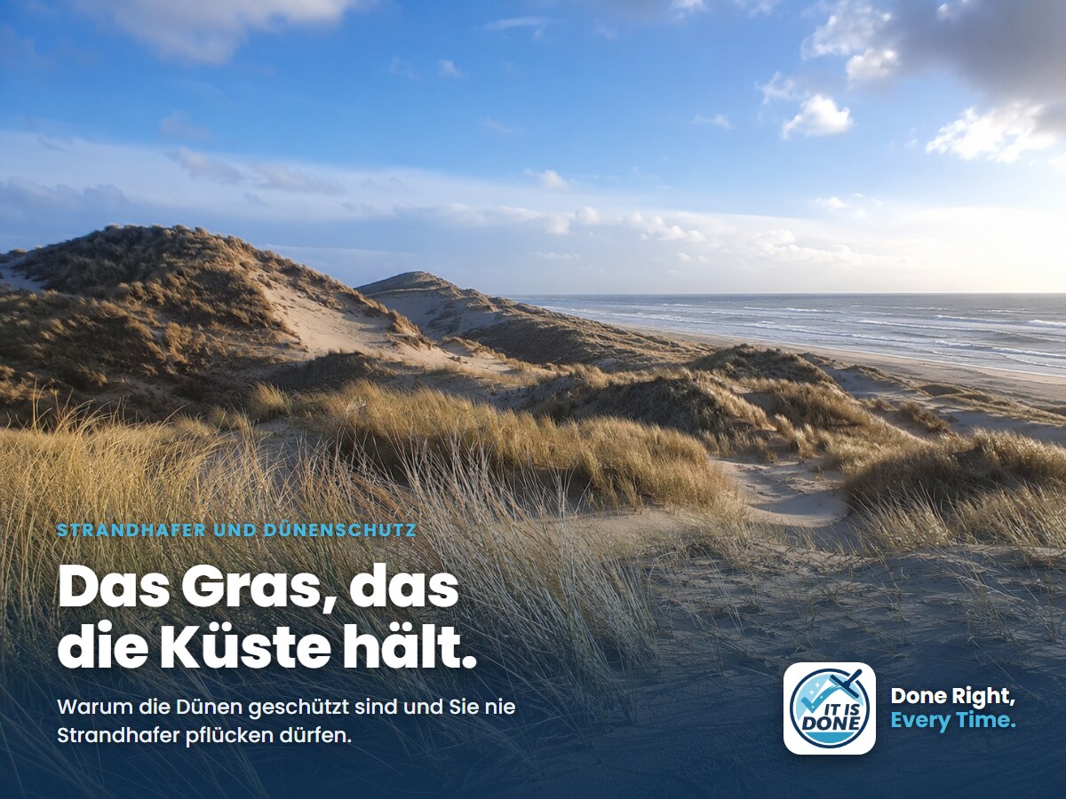 Strandhafer und Dünenschutz: warum Sie das Dünengras nie pflücken dürfen