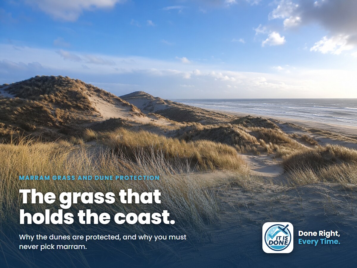 Marram grass and dune protection: why you must never pick the dune grass